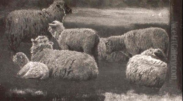 Sheep Grazing - view 1