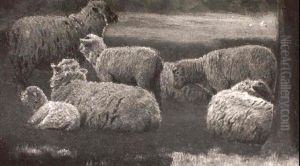 Sheep Grazing Sheep Grazing