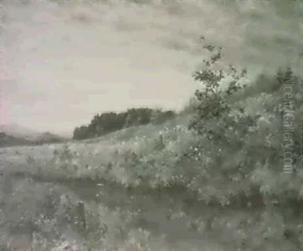 Hochmoor Im Weidenstamm - view 1