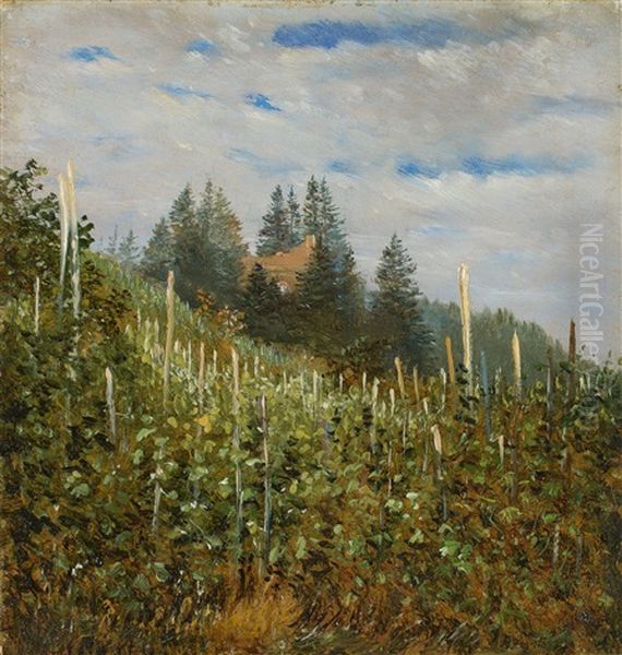Vinyard In Pillnitz In Early Summer - view 1