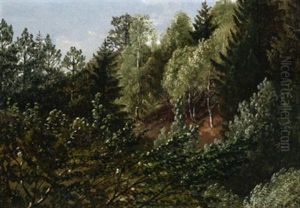 Waldstudie Bei Dresden
