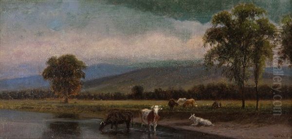 Cows Watering - view 1