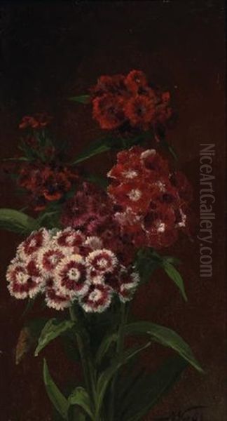 Sweet William - view 1
