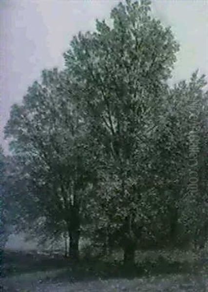 Trees - view 1
