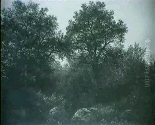 Woodland Stream - view 1