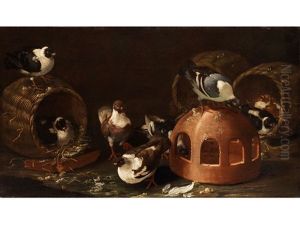 Tauben Zwischen Futtertrog Und Korben Tauben Zwischen Futtertrog Und Korben