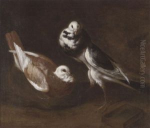 Zwei Tauben by Giovanni Agostino Cassana