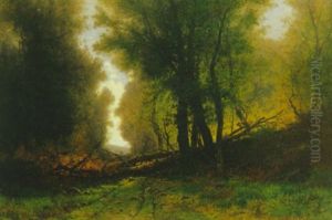 Waldweg Mit Umgesturzten Baumen