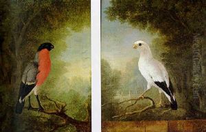 Finches On A Branch