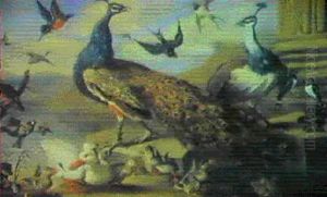 Pfauenpaar by Pieter Casteels III