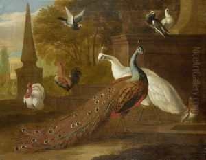 Peacock And Other Fowl In A Park