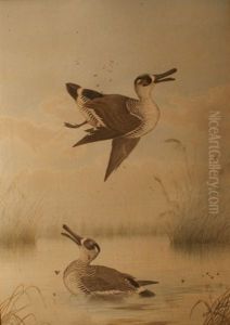 Shot Duck by Neville Henry Peniston Cayley