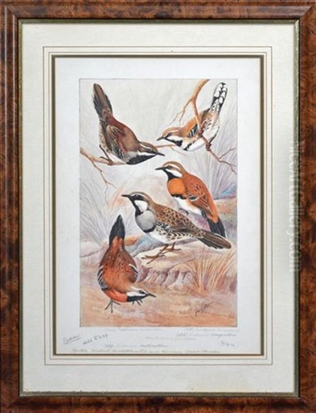 Spotted, Chestnut, Chestnut Breasted And Cinnamon Quail-thrushes - view 1