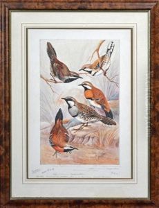Spotted, Chestnut, Chestnut Breasted And Cinnamon Quail-thrushes Spotted, Chestnut, Chestnut Breasted And Cinnamon Quail-thrushes