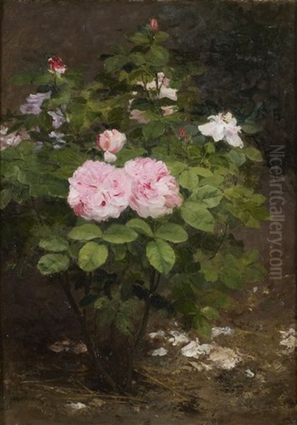 Rosier - view 1