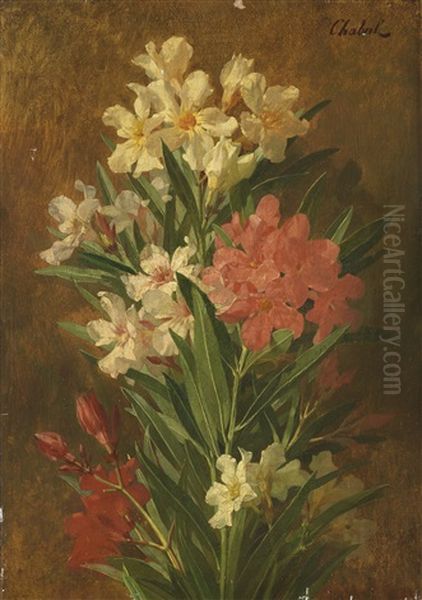 Rot Und Weis Bluhender Oleander - view 1