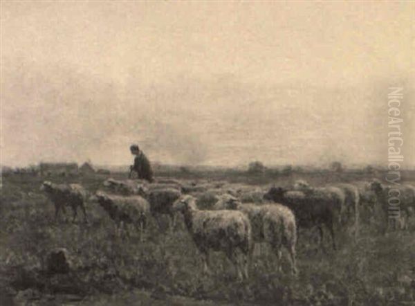 Grazing Sheep - view 1