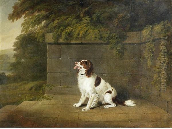 A Liver And White Spaniel - view 1