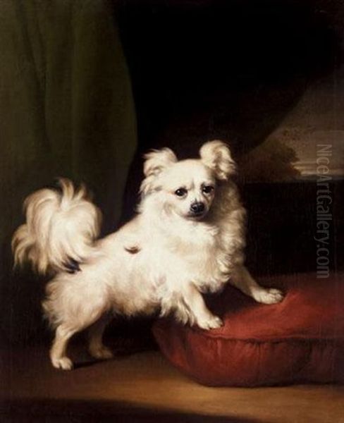 Her Favourite - A Portrait Of A White Papillon - view 1