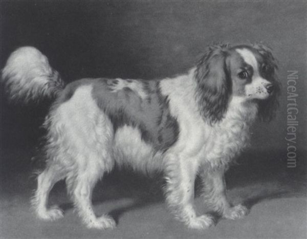 A King Charles Spaniel - view 1