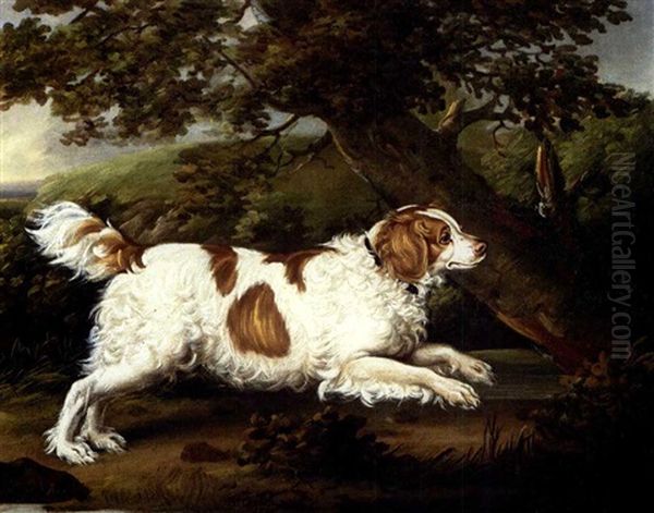 "quaile", An English Water Spaniel In A Wooded Landscape - view 1