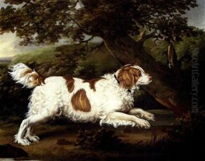 "quaile", An English Water Spaniel In A Wooded Landscape "quaile", An English Water Spaniel In A Wooded Landscape