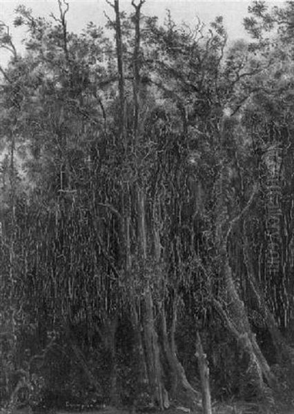 Der Dunkle Wald - view 1