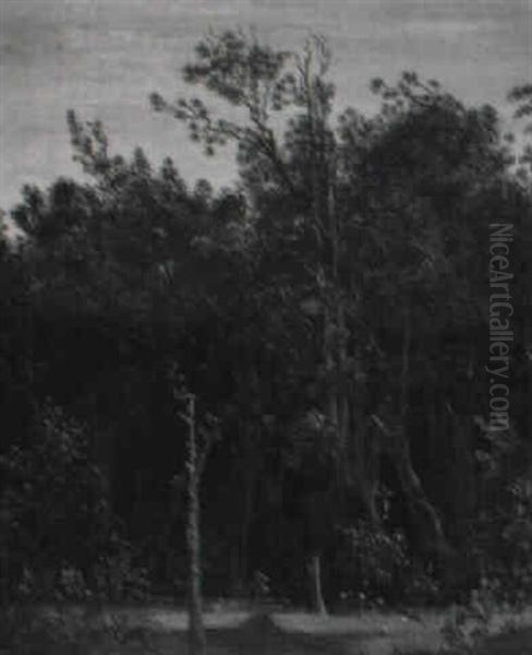 Waldrand - view 1