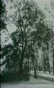 Akazienallee. 1931 Akazienallee. 1931