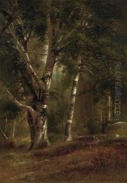 Birches In A Forest Clearing - view 1