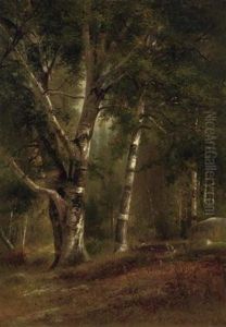 Birches In A Forest Clearing