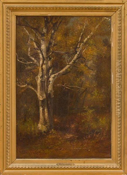 Birch In Autumn - view 1