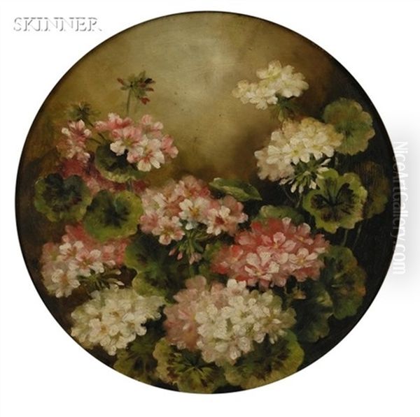 Martha Washington Geraniums - view 1
