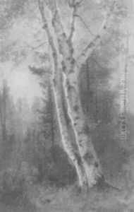 Birch Trees