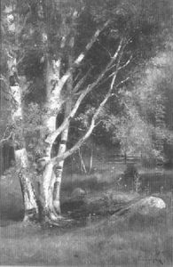 Birch Trees