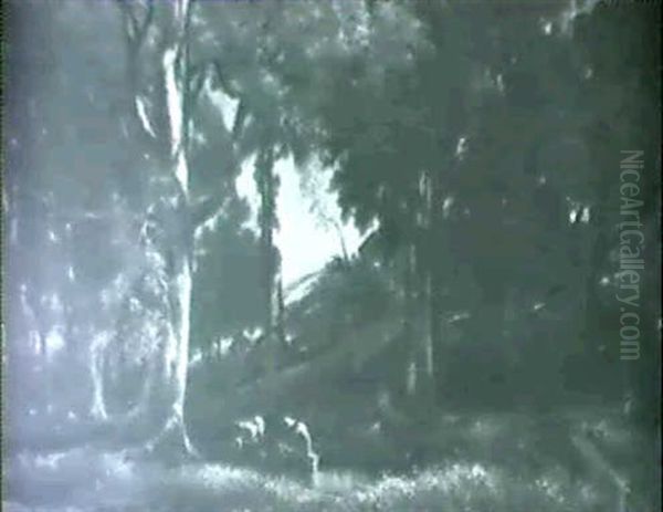 Cattle Watering At A Woodland Pool - view 1