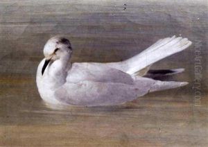 Seagull Resting On Water
