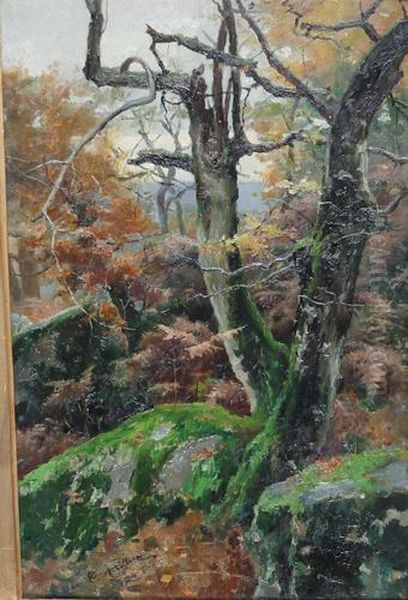 Sottobosco - view 1