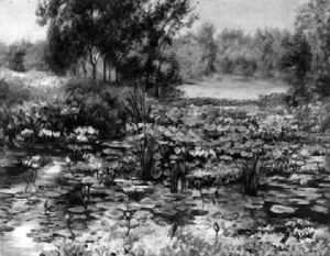 Der Lotusblutenteich Im Washingtonpark In Chicago