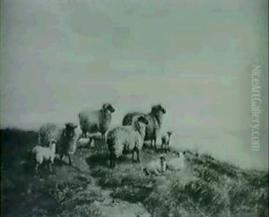 Sheep On A Clifftop Sheep On A Clifftop