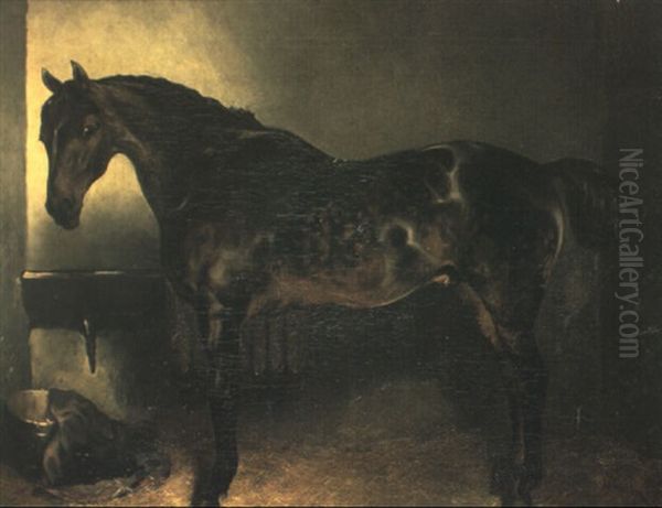 A Dark Bay Hunter In A Stable - view 1