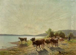 Kuhe Am Bodensee