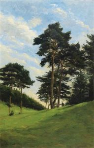 Arbres Dans La Prairie