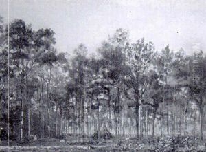 Cabane Au Bucheron