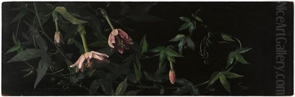 Still Life Of A Pink Passion Flower Vine - view 1