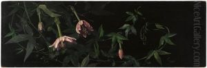 Still Life Of A Pink Passion Flower Vine