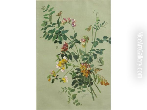 Bur Clover (pea Family); Hedge, Nettle And Lily (pair) - view 1