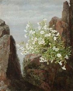 Wild Flowers At Kullen