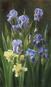 Iris Iris
