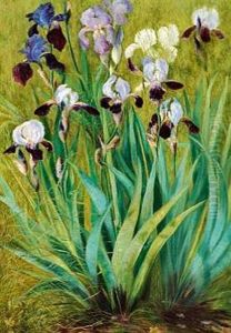 Vildtvoksende Iris Vildtvoksende Iris